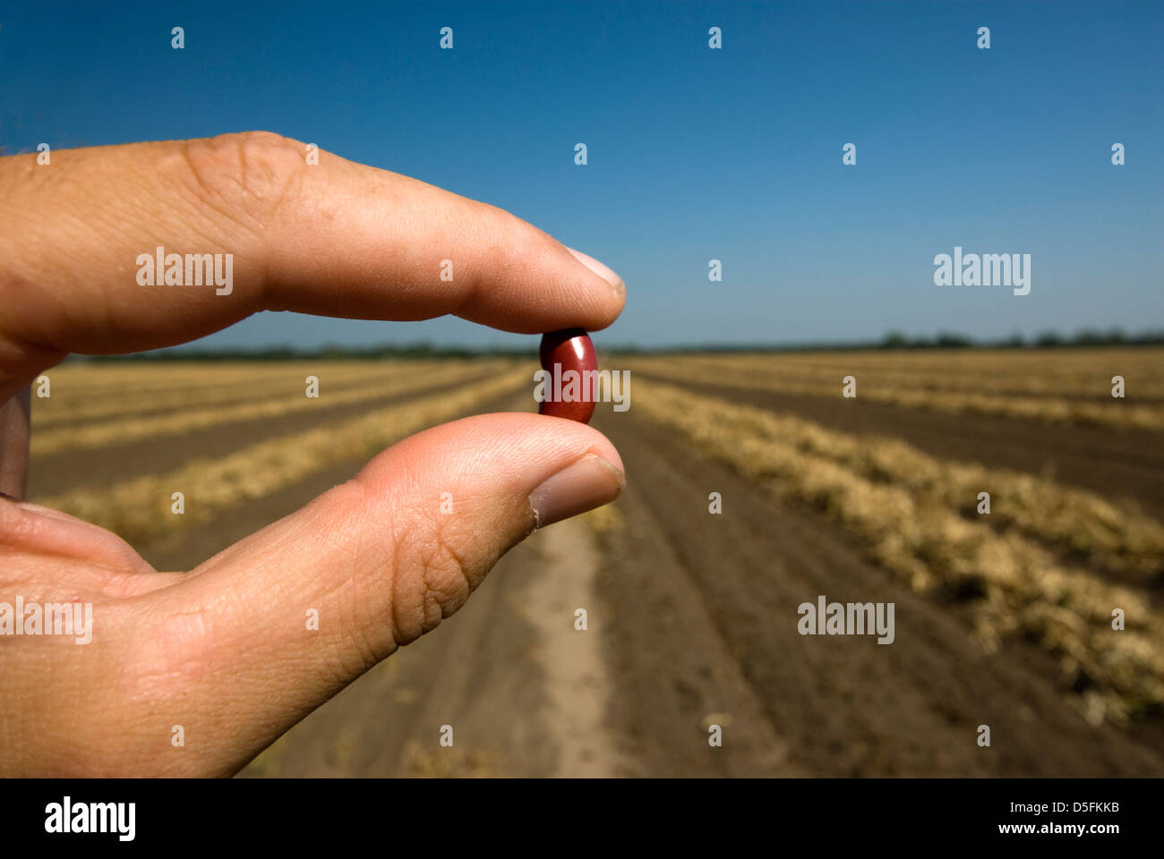 Finger and thumb holding red kidney bean Stock Photo