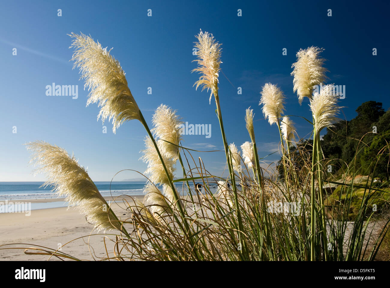 Toi toi plant at the beach , Bay of Plenty, North island, New Zealand. Stock Photo