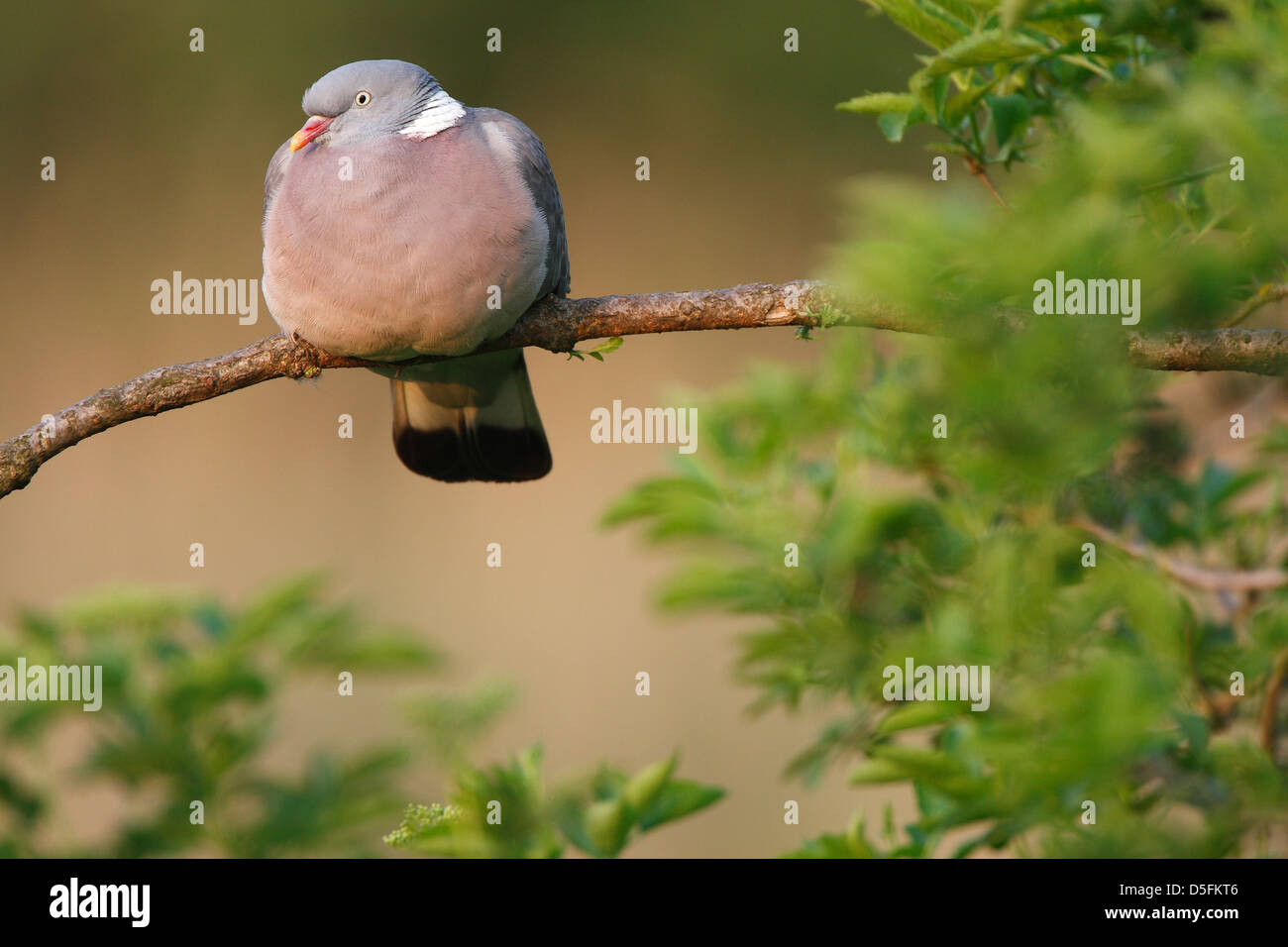 Common Wood Pigeon (Columba palumbus) perched in tree Stock Photo
