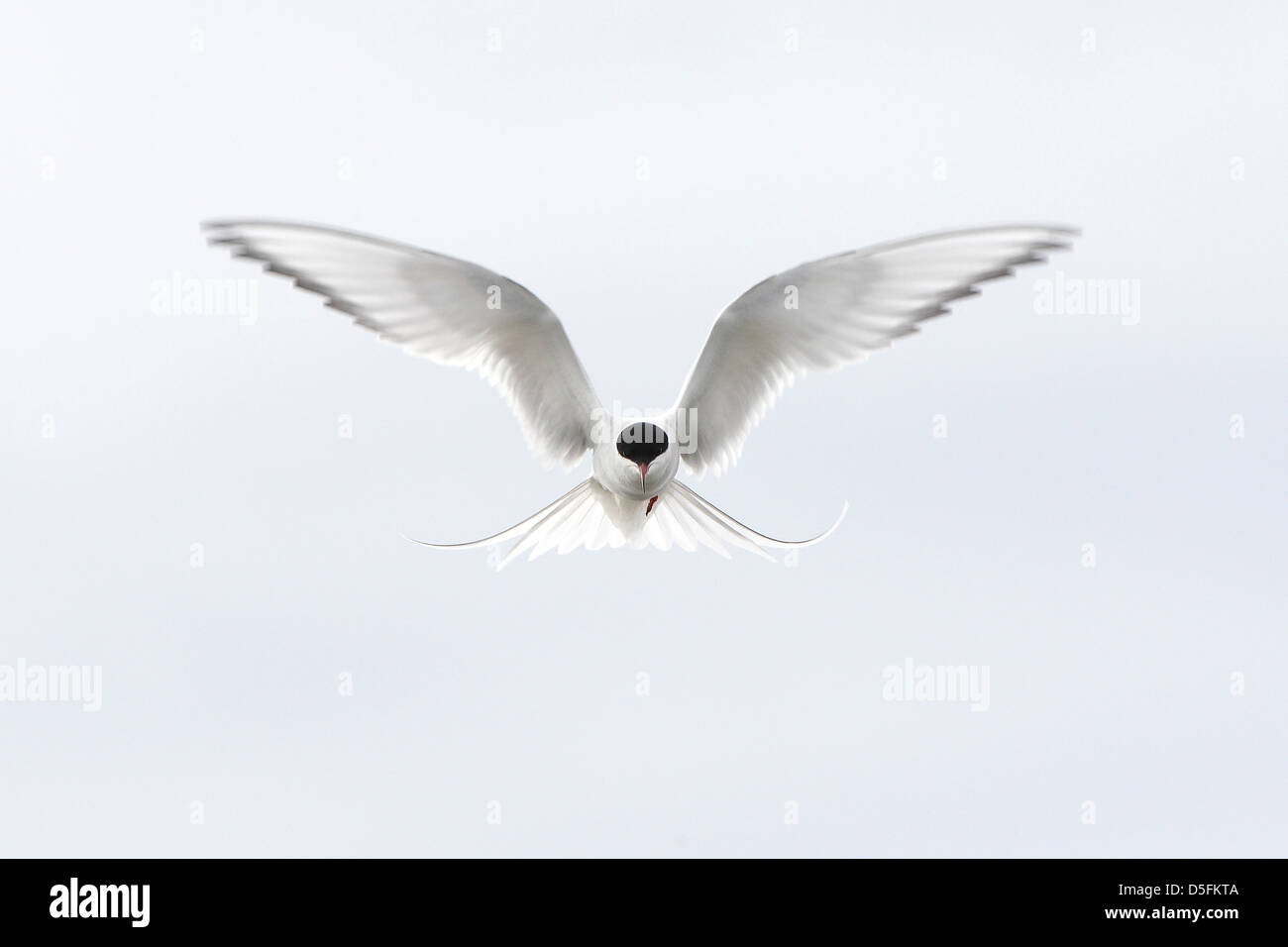 Arctic Tern (Sterna paradisaea) hovering in flight Stock Photo