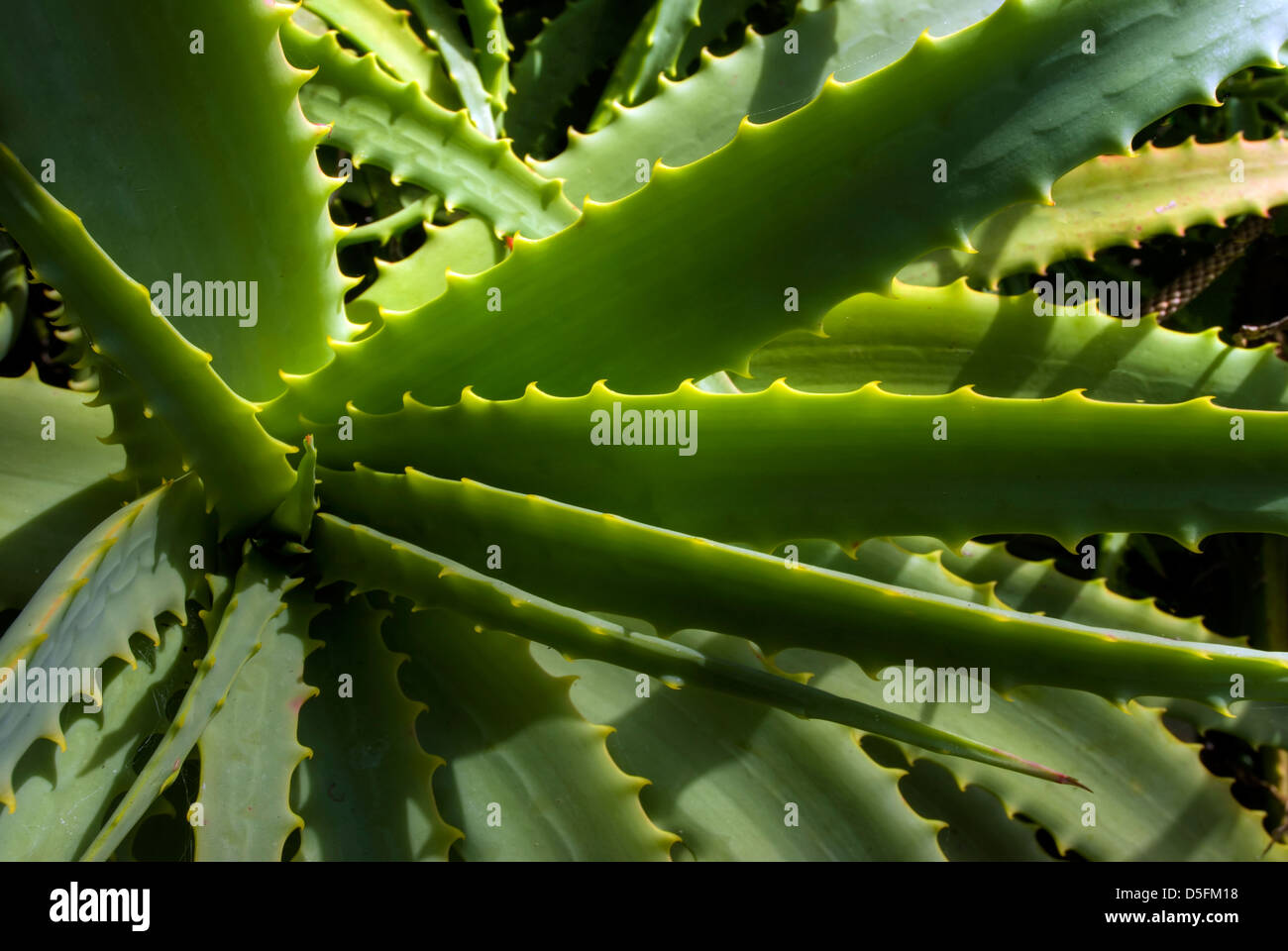 Close Up Wild Aloe Vera Plant New Zealand Stock Photo 55049380