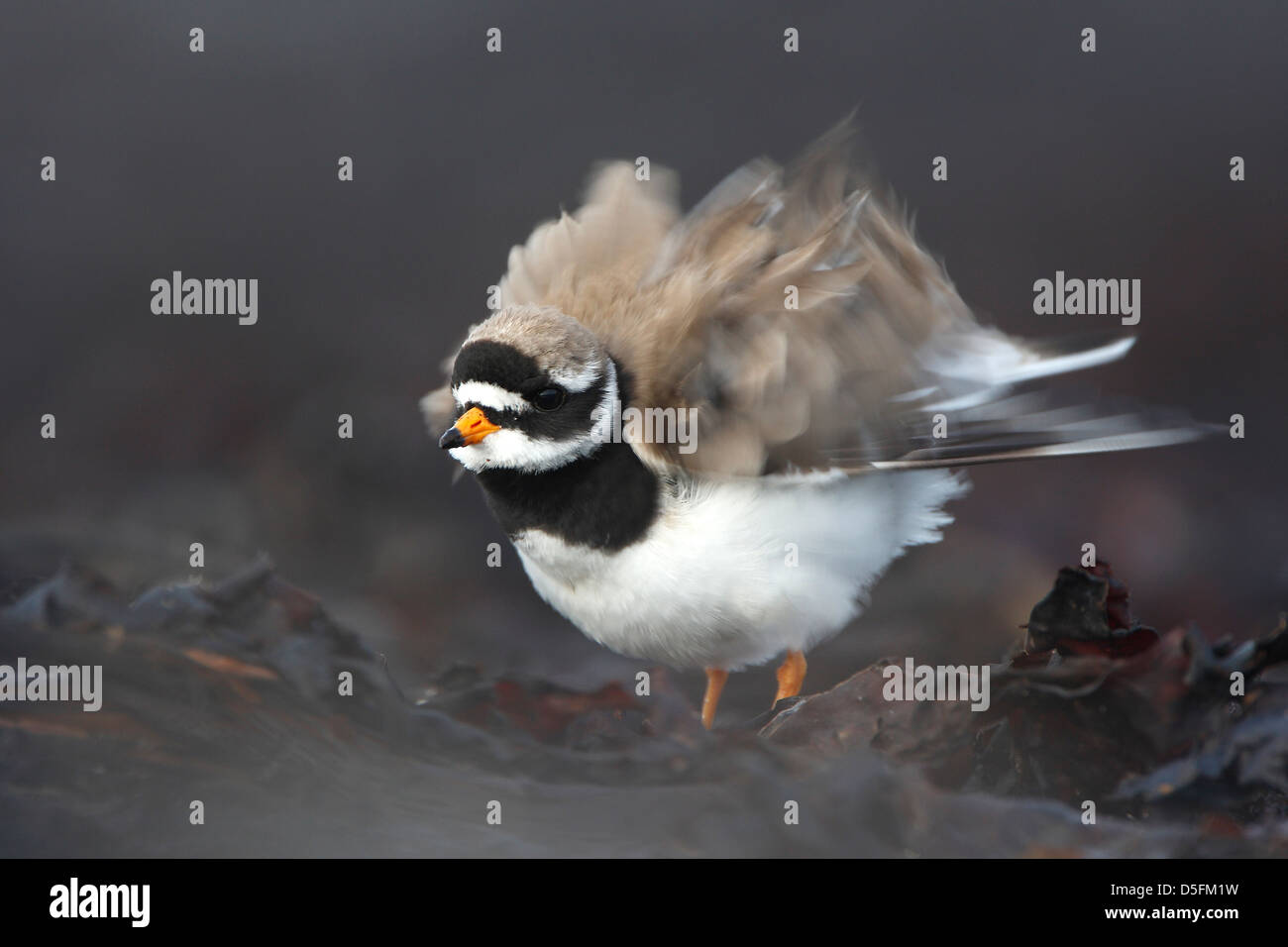 Common Ringed Plover (Charadrius hiaticula) shaking feathers Stock Photo