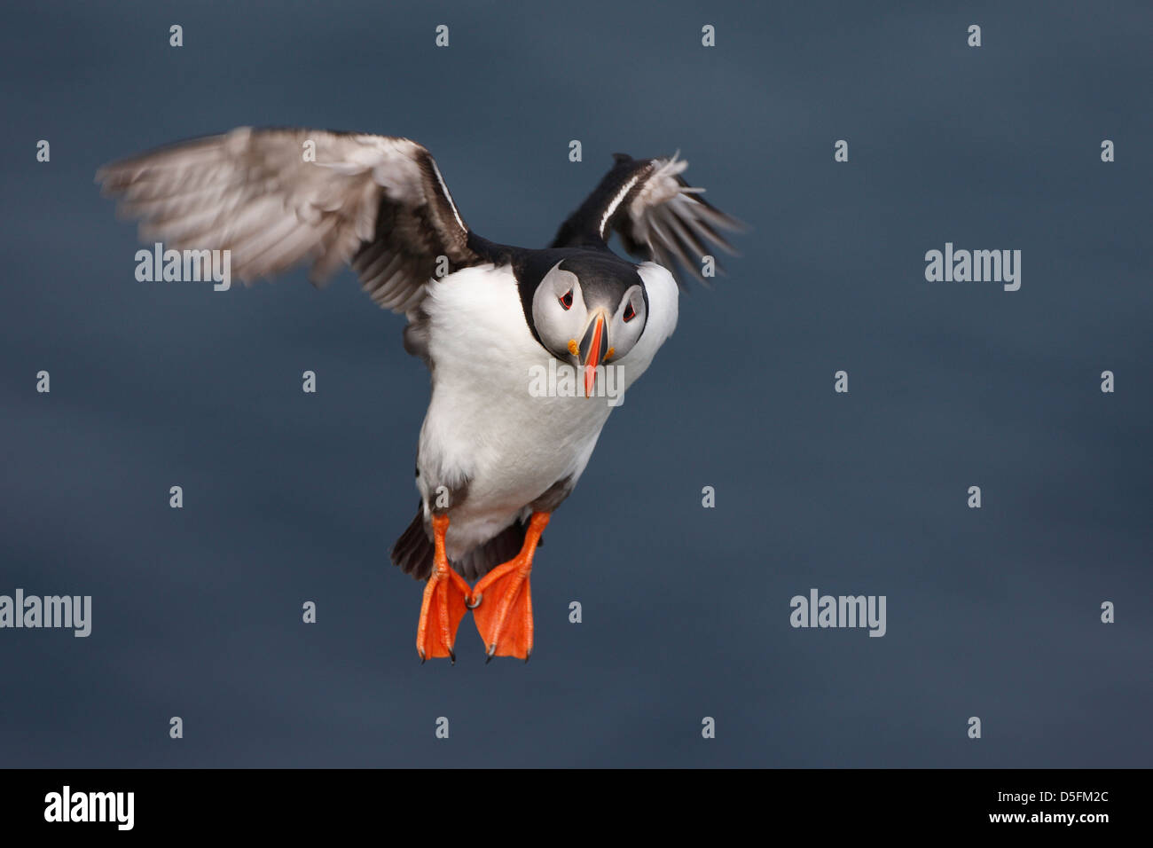 Atlantic puffin (Fratercula arctica) landing with wings spread Stock Photo