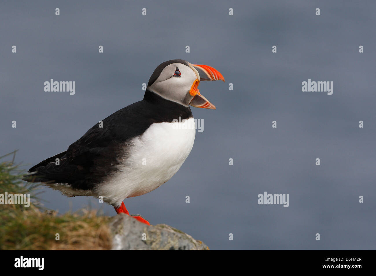 Atlantic puffin (Fratercula arctica) calling from cliff Stock Photo