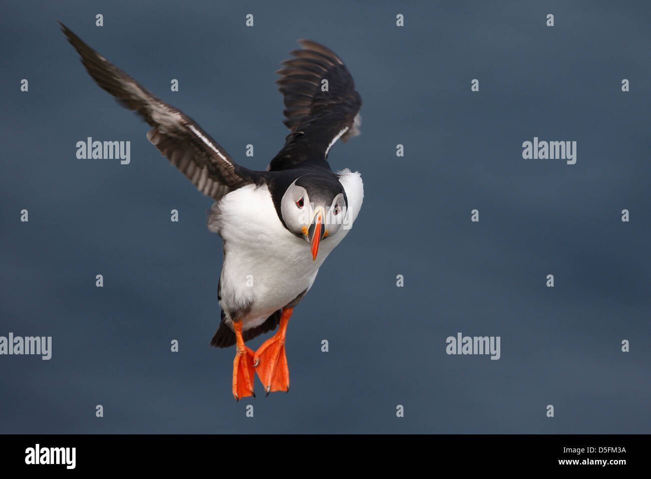 Atlantic puffin (Fratercula arctica) landing with wings spread Stock Photo