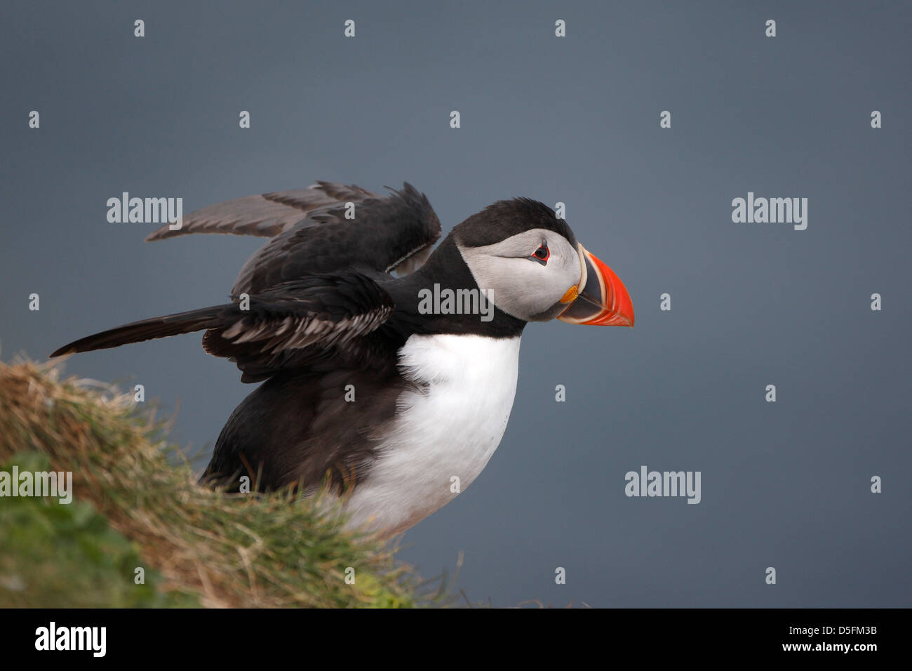 Atlantic puffin (Fratercula arctica) spreading wings for take off Stock Photo