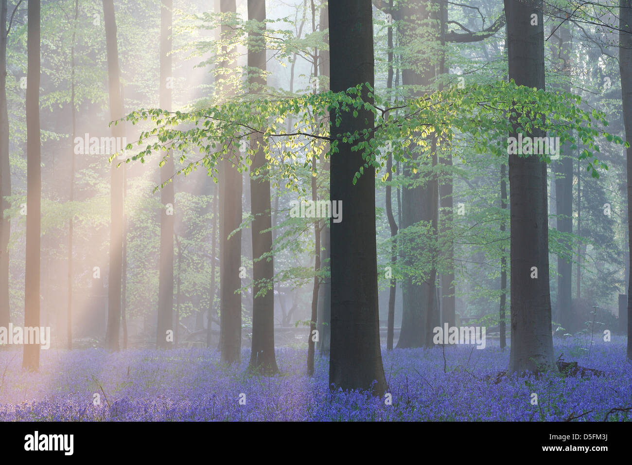 Sunrays shining through early morning mist and bluebells (Endymion nonscriptus) flowering in spring in beech forest Stock Photo
