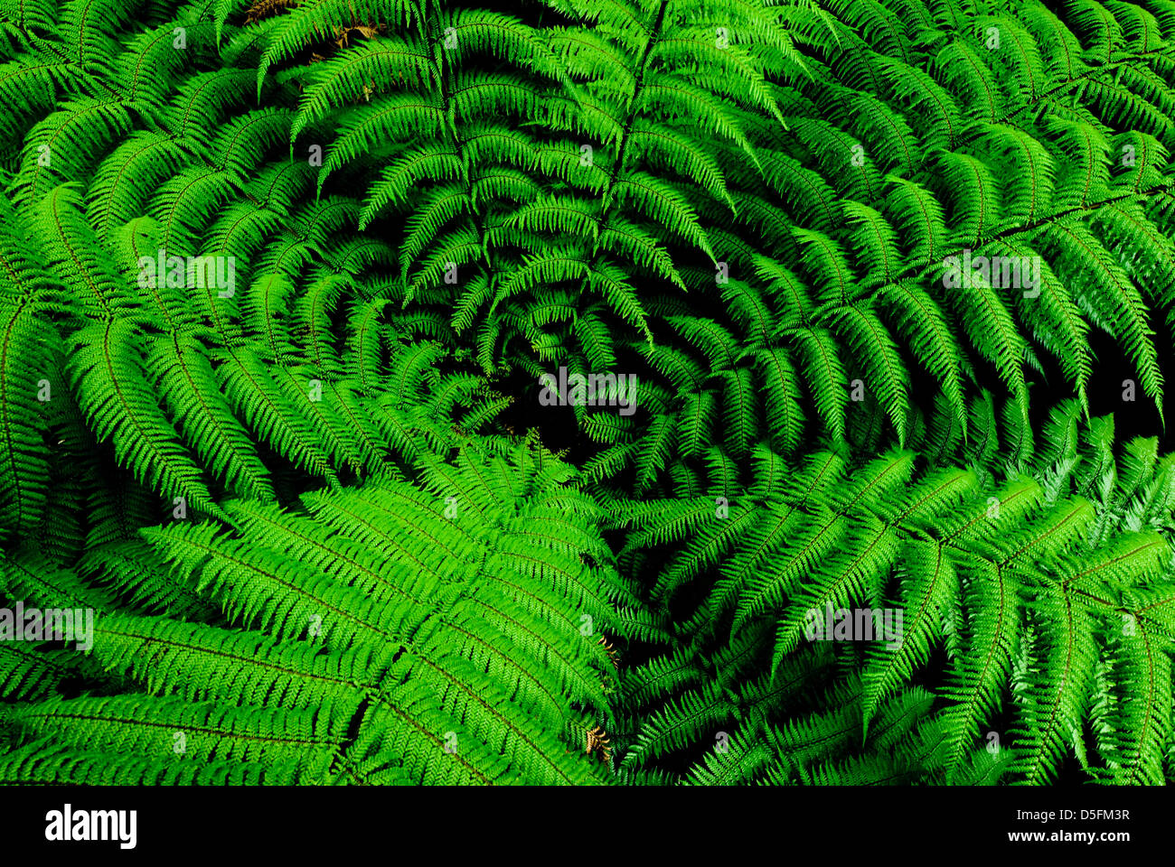 Center of fern tree in native bush, New Zealand Stock Photo