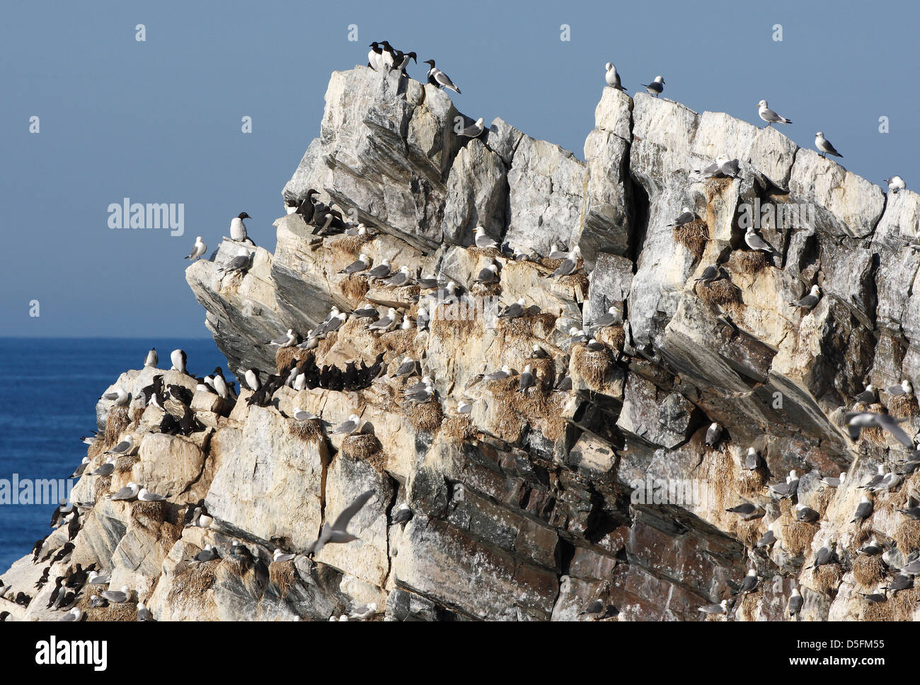 Puffins, razorbills and black-legged kittiwakes nesting in cliff at seabird colony Stock Photo