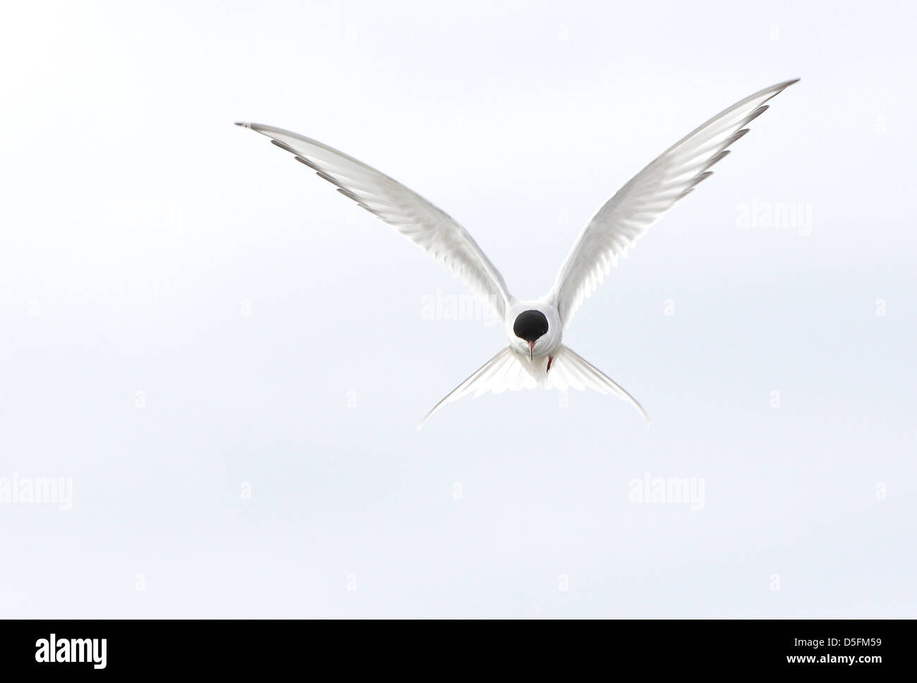 Arctic Tern (Sterna paradisaea) in flight Stock Photo