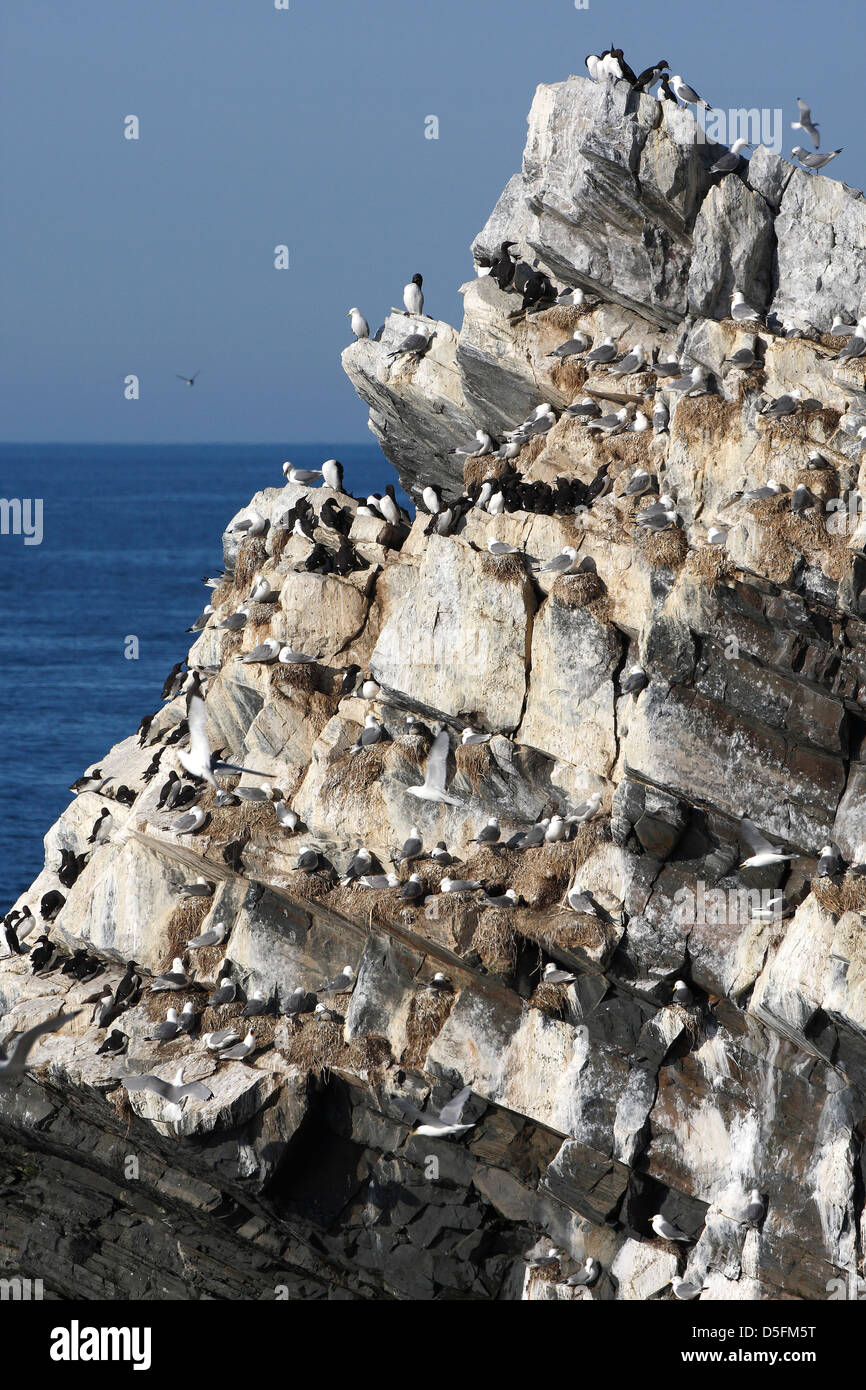 Puffins, razorbills and black-legged kittiwakes nesting in cliff at seabird colony Stock Photo