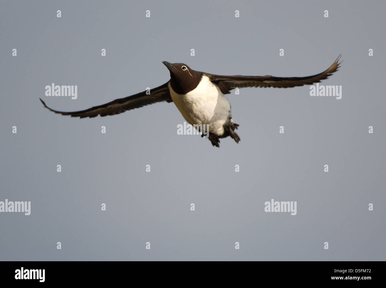 Common Murre / Common Guillemot (Uria aalge) in flight Stock Photo
