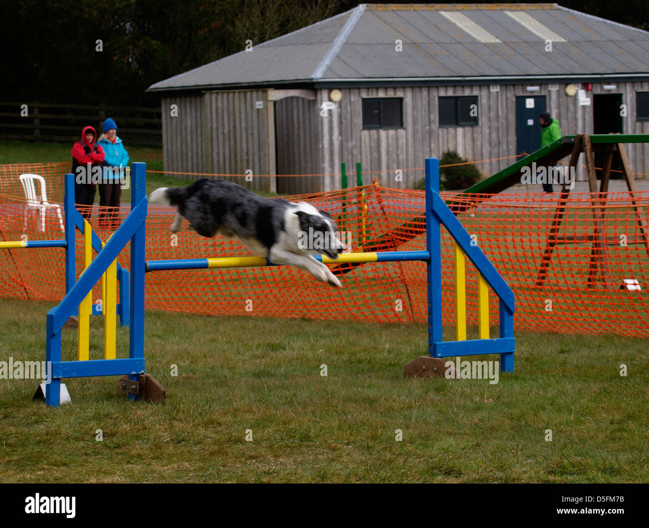 Dog agility competition, Cornwall, UK 2013 Stock Photo