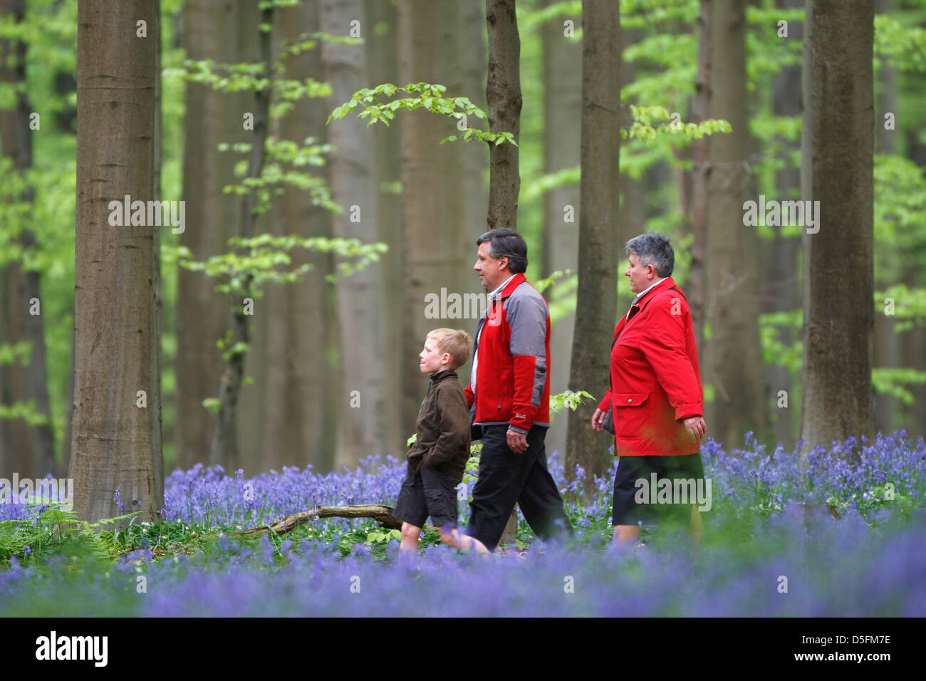 Walkers walking among bluebells (Endymion nonscriptus) flowering in spring in beech forest Stock Photo