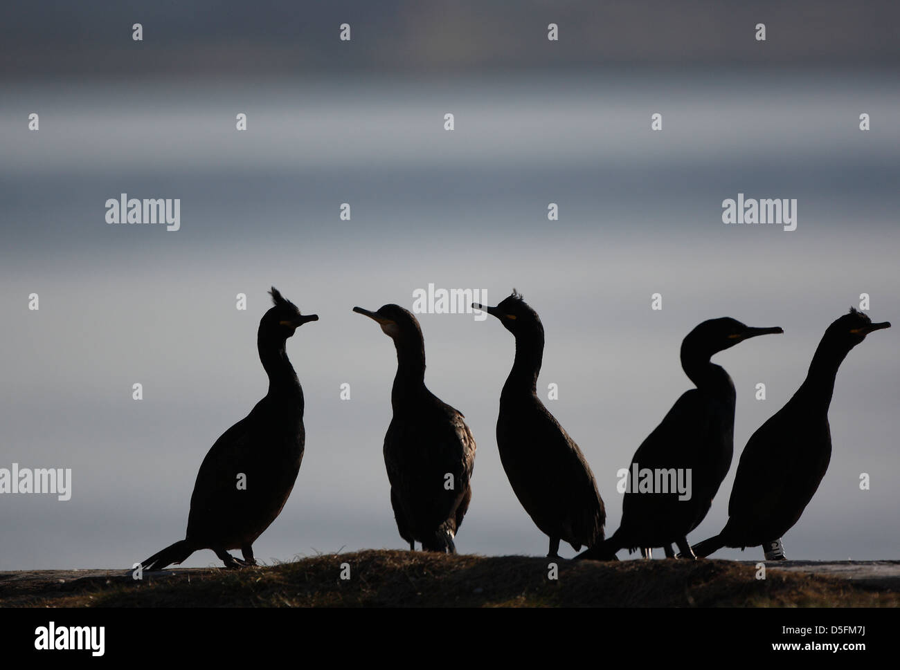 European Shags / Common Shag (Phalacrocorax aristotelis) gathering on rock along the coast Stock Photo