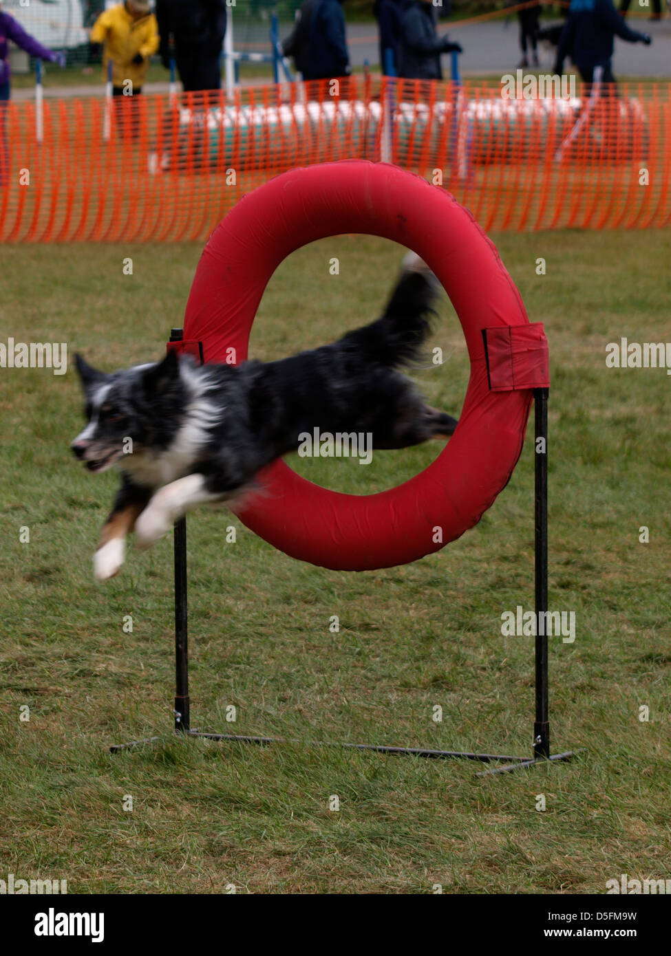Dog agility competition, Cornwall, UK 2013 Stock Photo Alamy