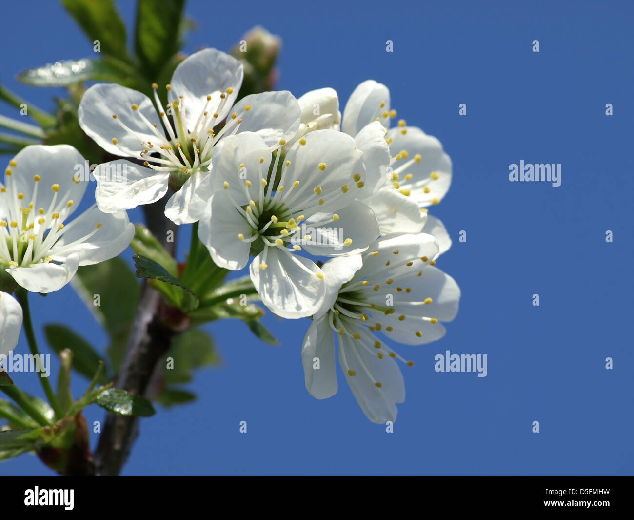 flowering cherry tree Stock Photo - Alamy