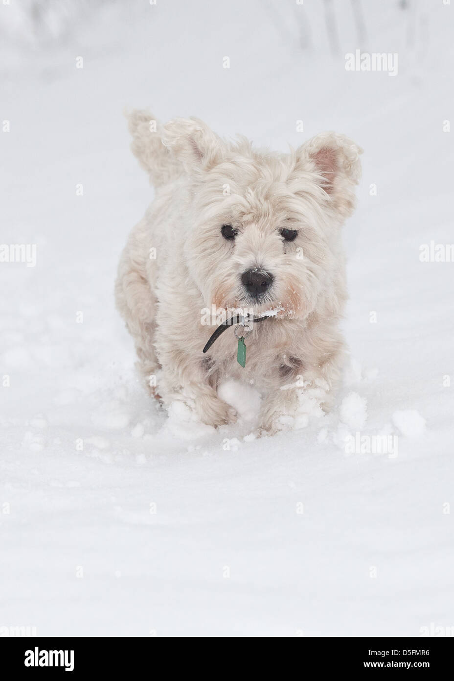 Snow terrier 2025