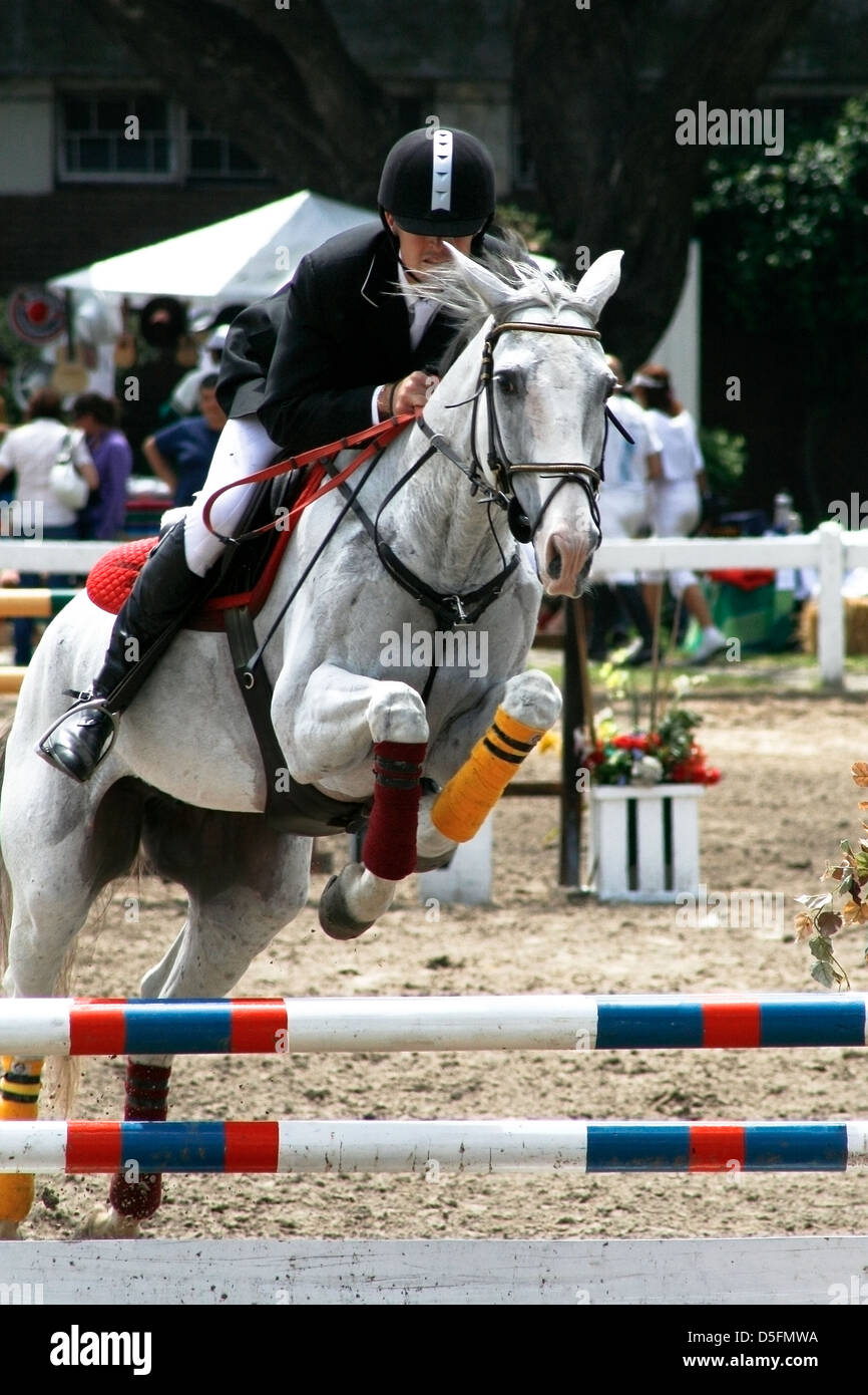 Rider and horse jumping a fence in competition Stock Photo - Alamy