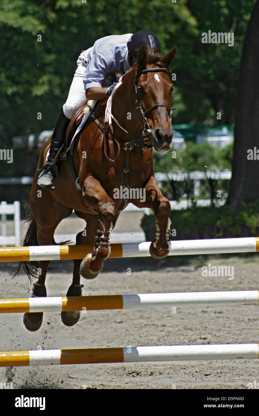 Rider and horse jumping a fence in competition Stock Photo - Alamy