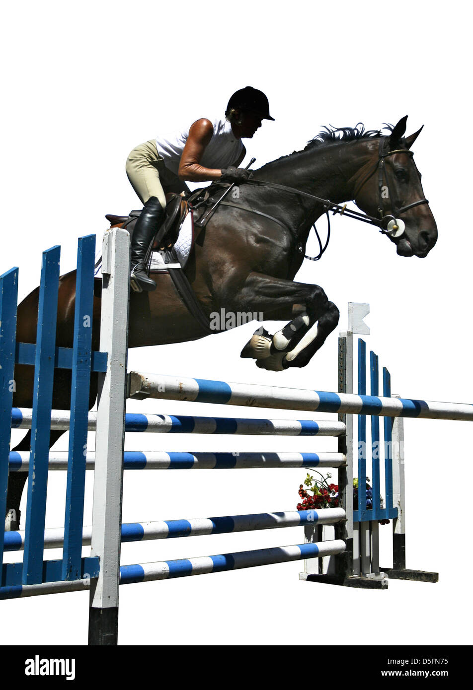 Rider and horse jumping a fence in competition Stock Photo - Alamy