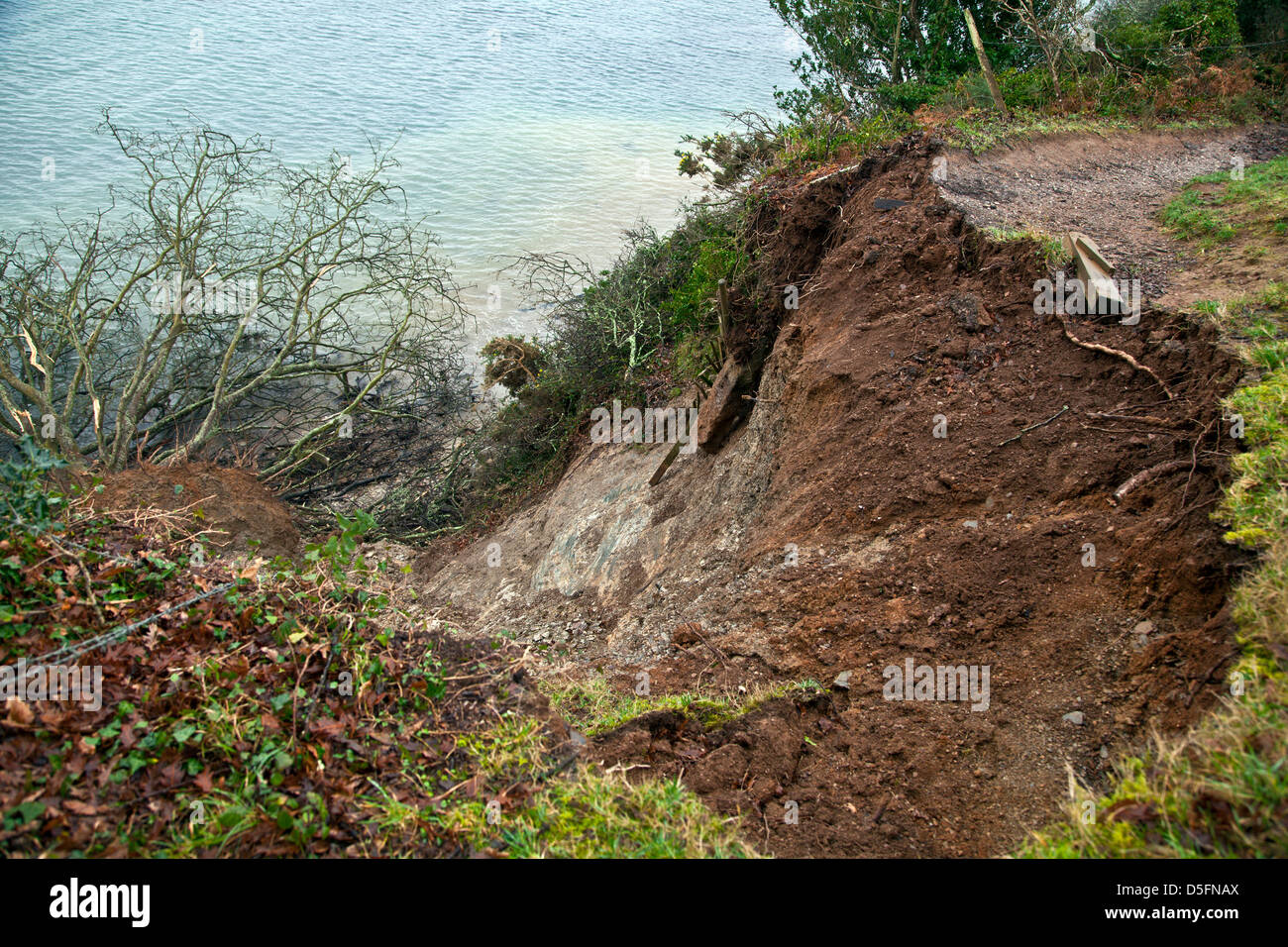 collapsed section of a coastal erosion after rain damage with fallen trees and mud Cornish coastal path, Helston River Cornwall England UK Stock Photo