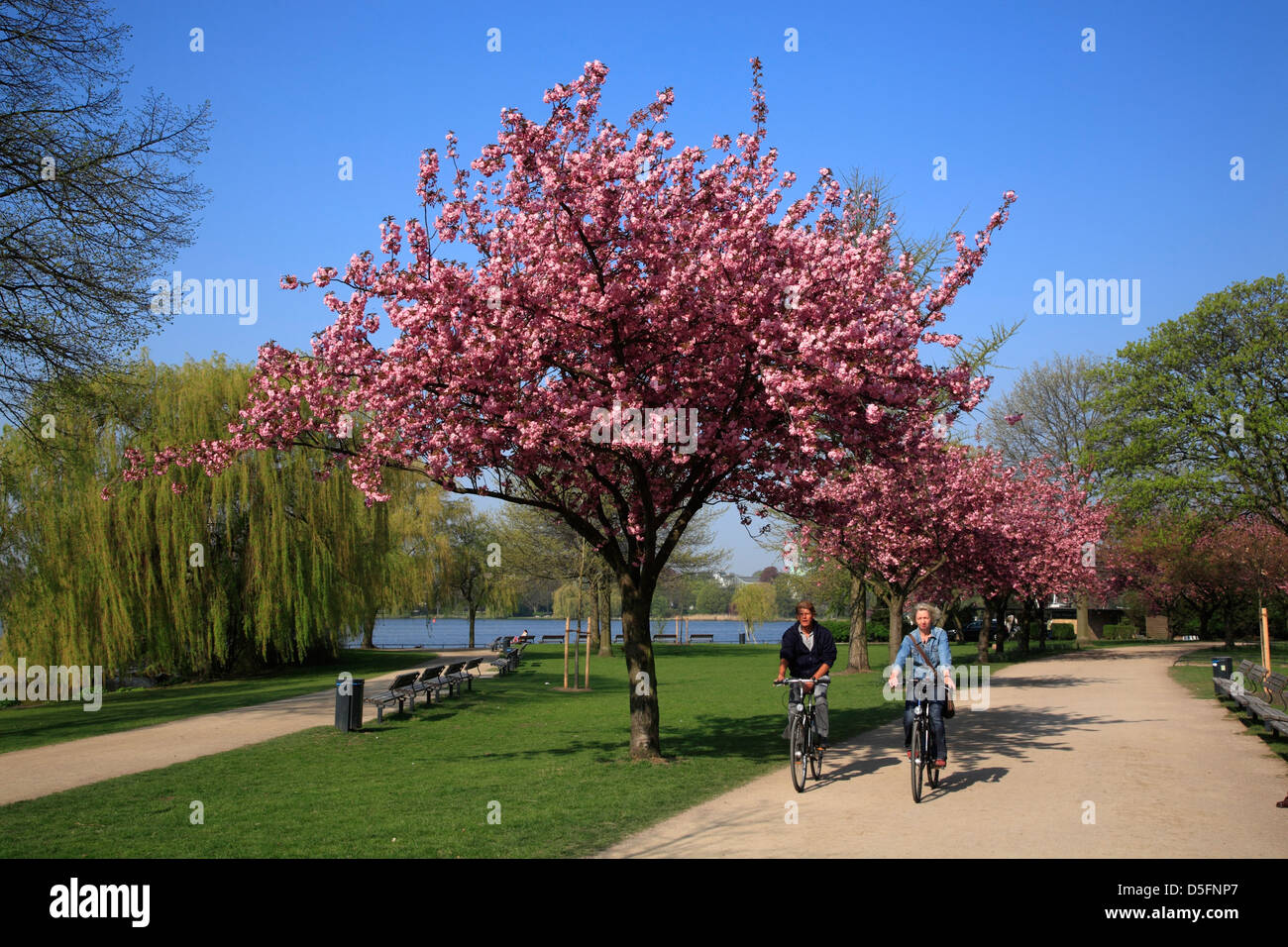 Japanese cherry blossom at Aussenalster (outer Alster), Hamburg, Germany Stock Photo