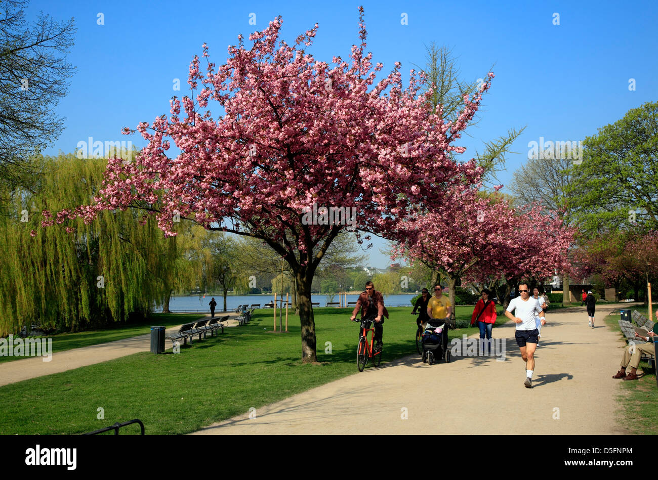 Japanese cherry blossom at Aussenalster, Hamburg, Germany Stock Photo