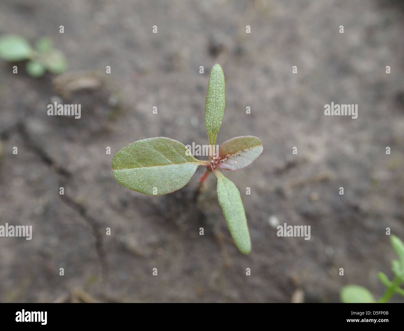 Seedling of Amaranthus retroflexus (redroot pigweed) Stock Photo