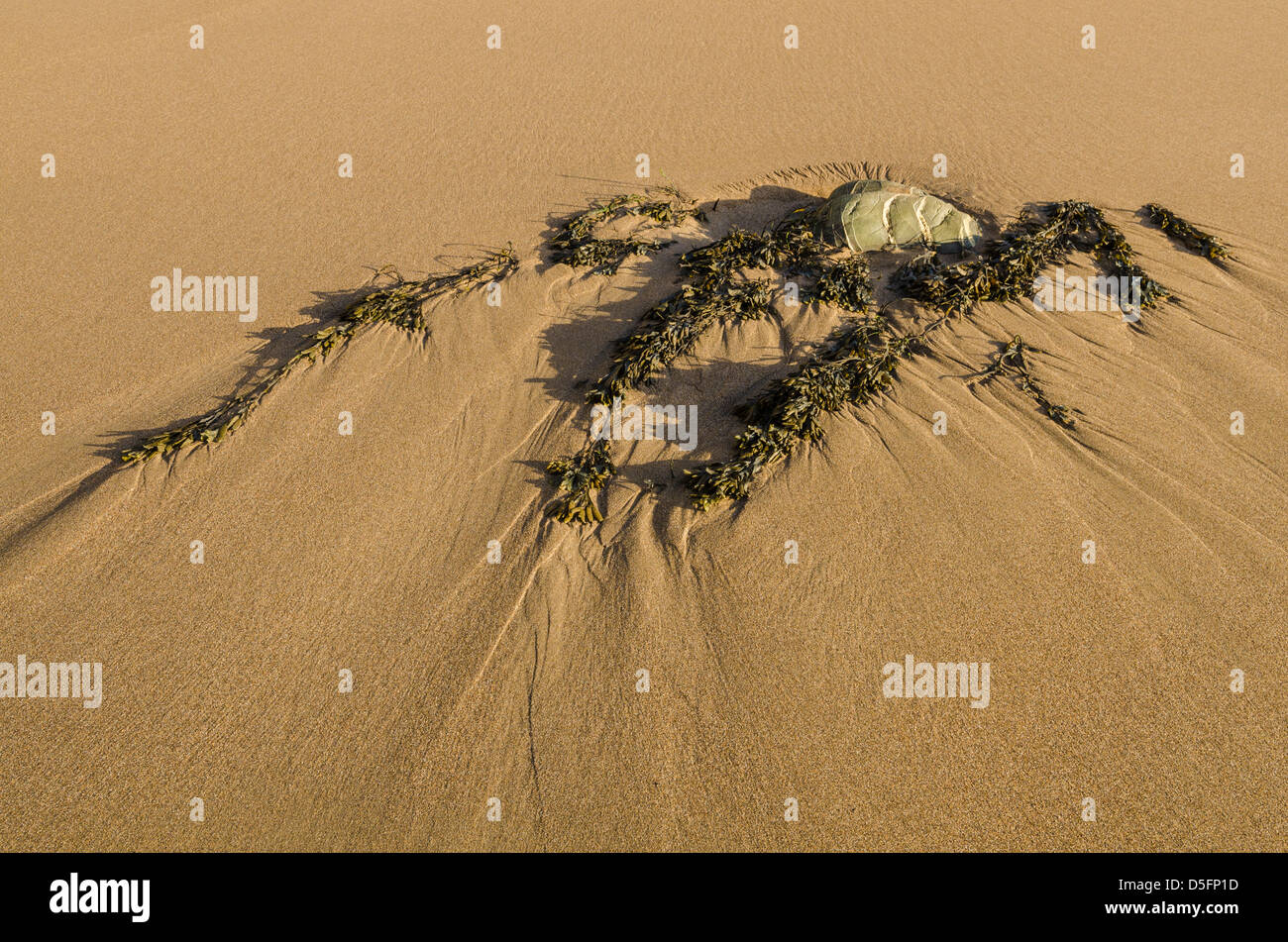 Rock and seaweed on a sandy beach at low tide. Stock Photo