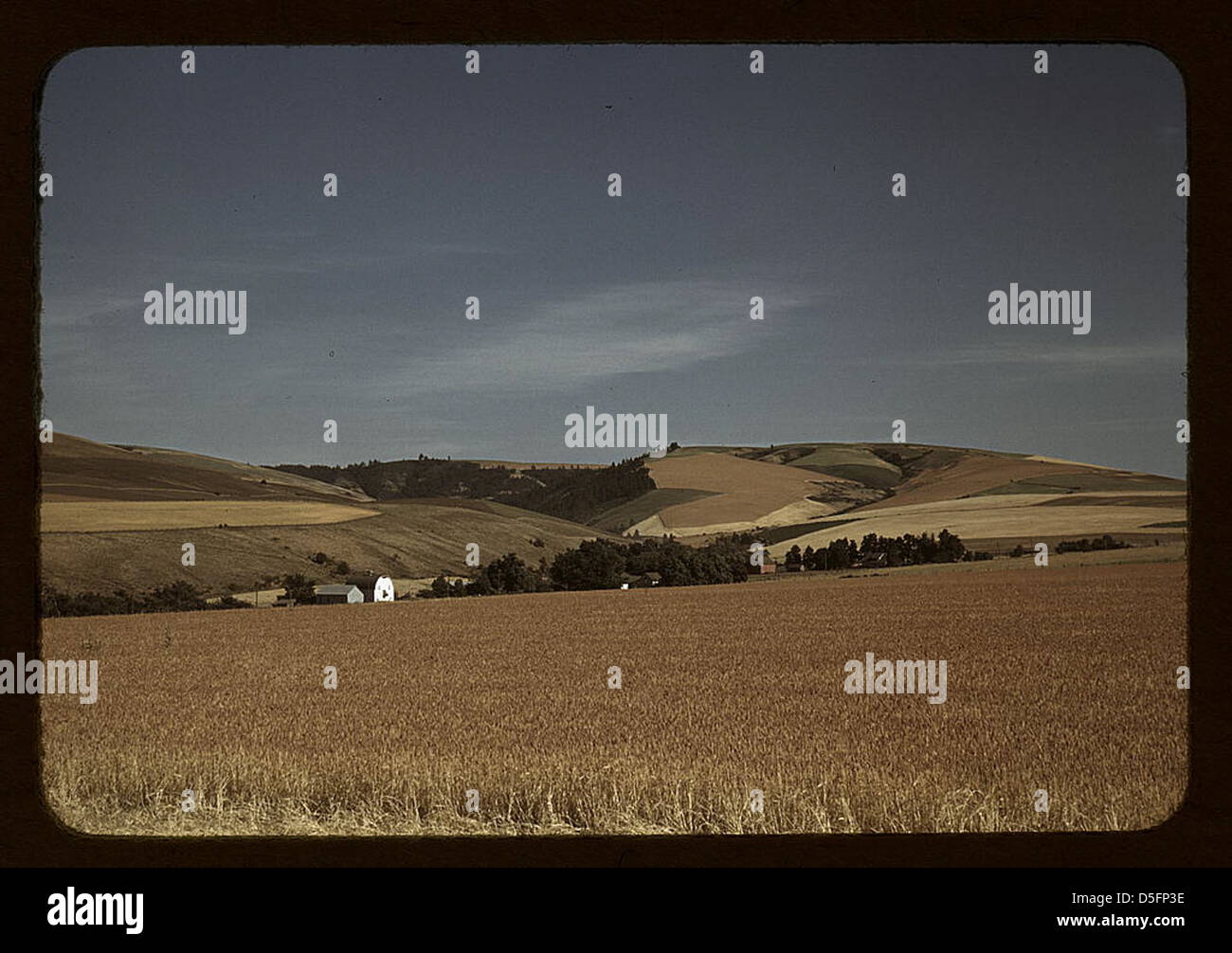 Wheat farm, Walla Walla, Washington (LOC Stock Photo Alamy