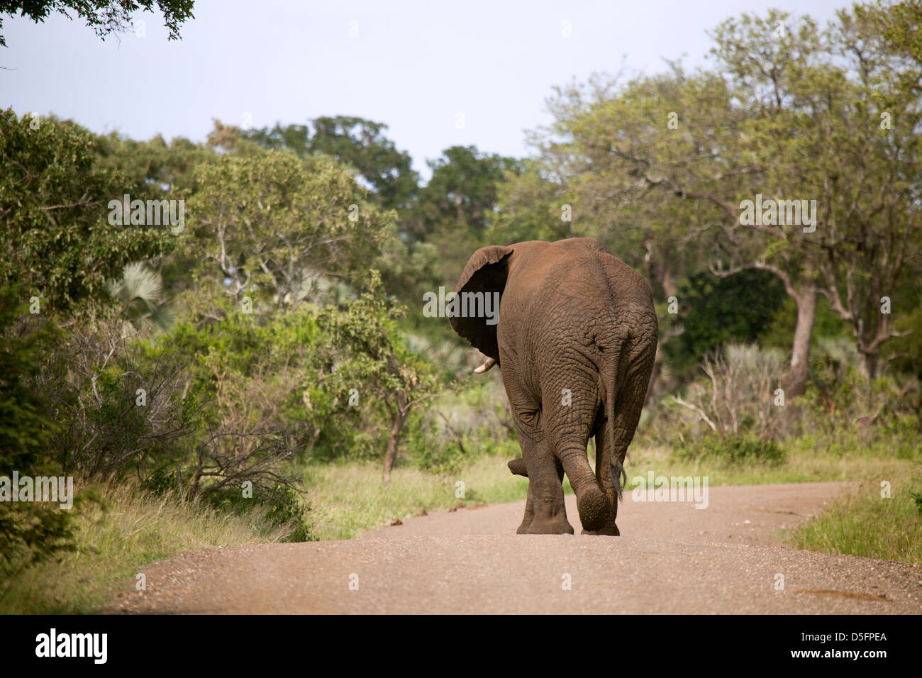 Elephant walking home Stock Photo