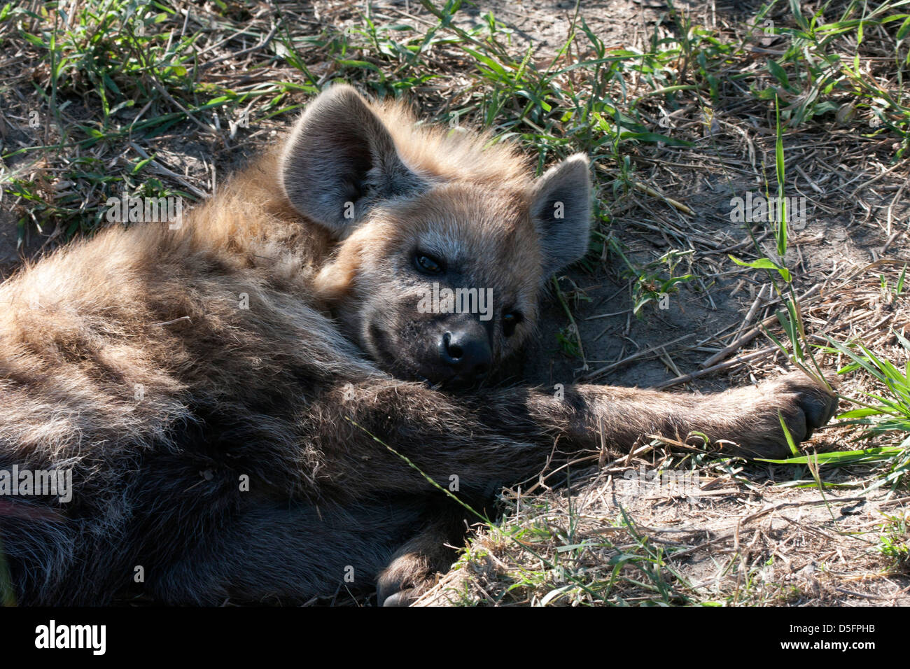 African baby hyena resting in roadside Stock Photo