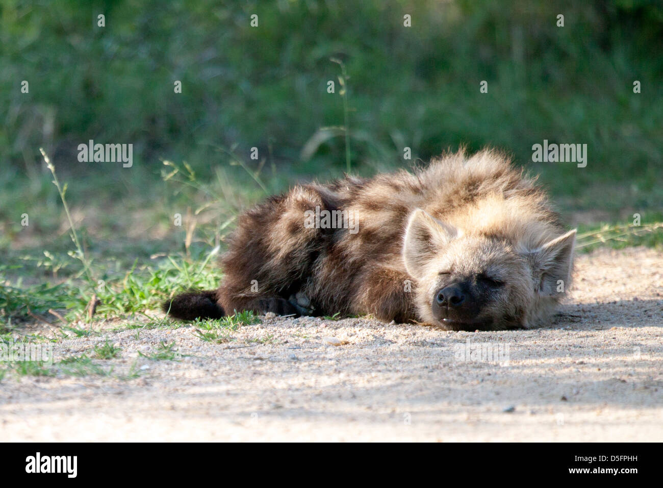 Snoozing hyena on road Stock Photo