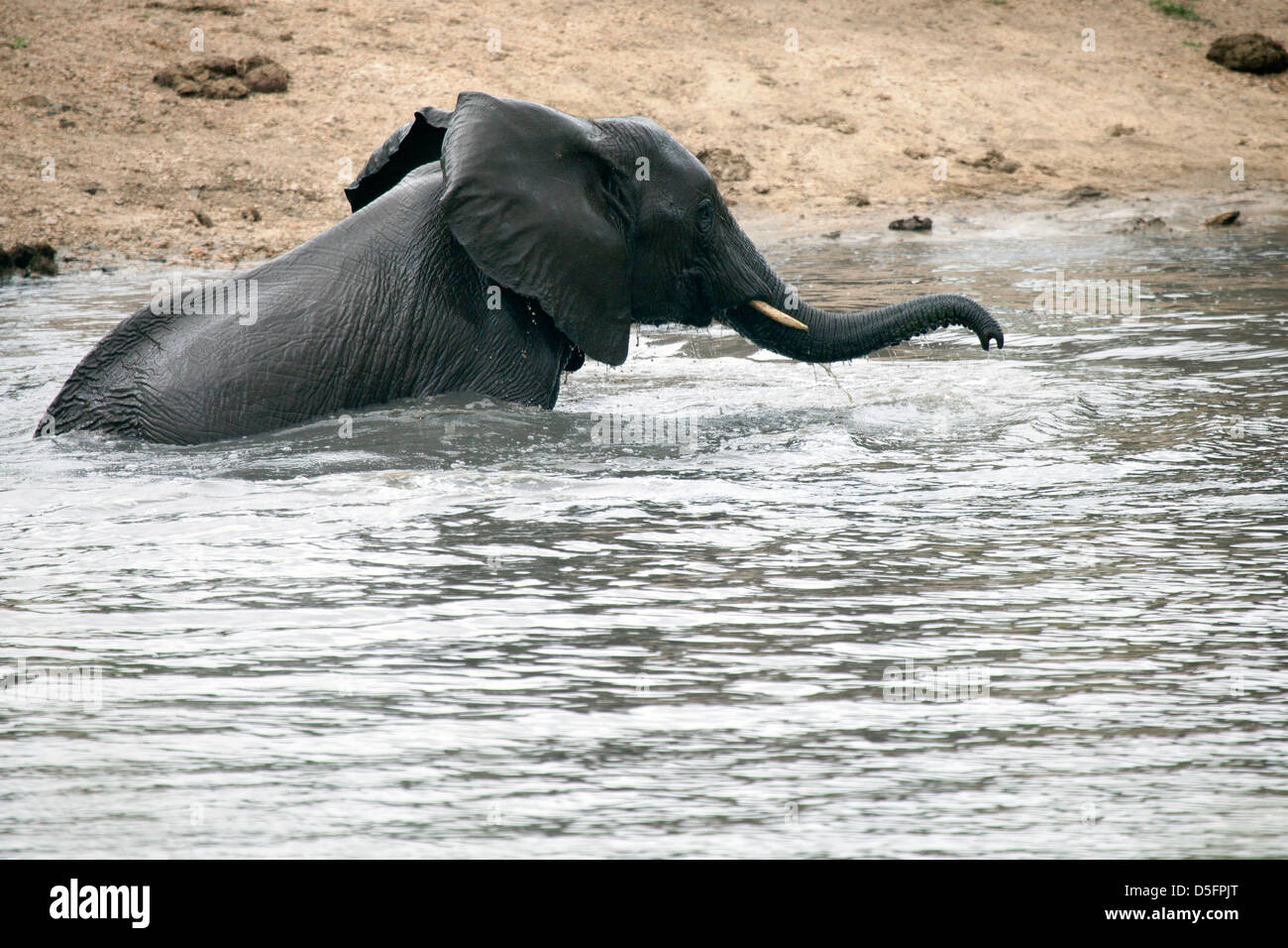 African wild elephant playing in river Stock Photo - Alamy