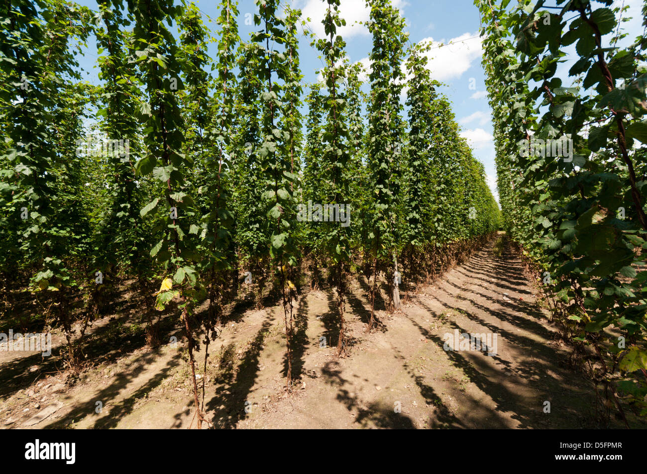 Hops on poles in a hop field in the Kent countryside. Stock Photo