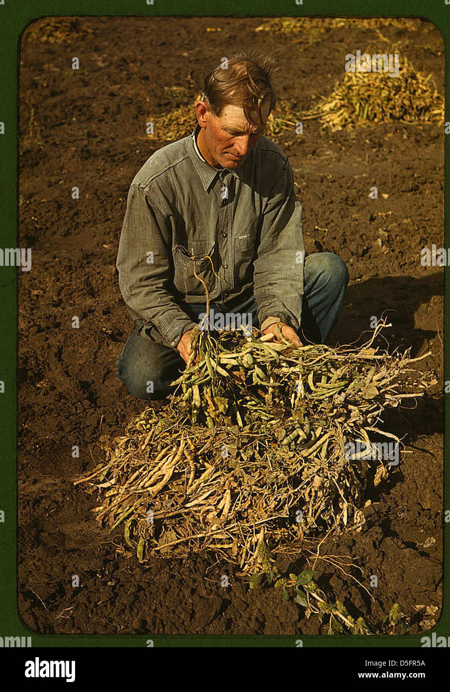 Pintobean hires stock photography and images Alamy