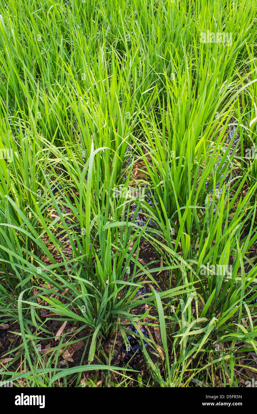 Clump of rice Stock Photo Alamy
