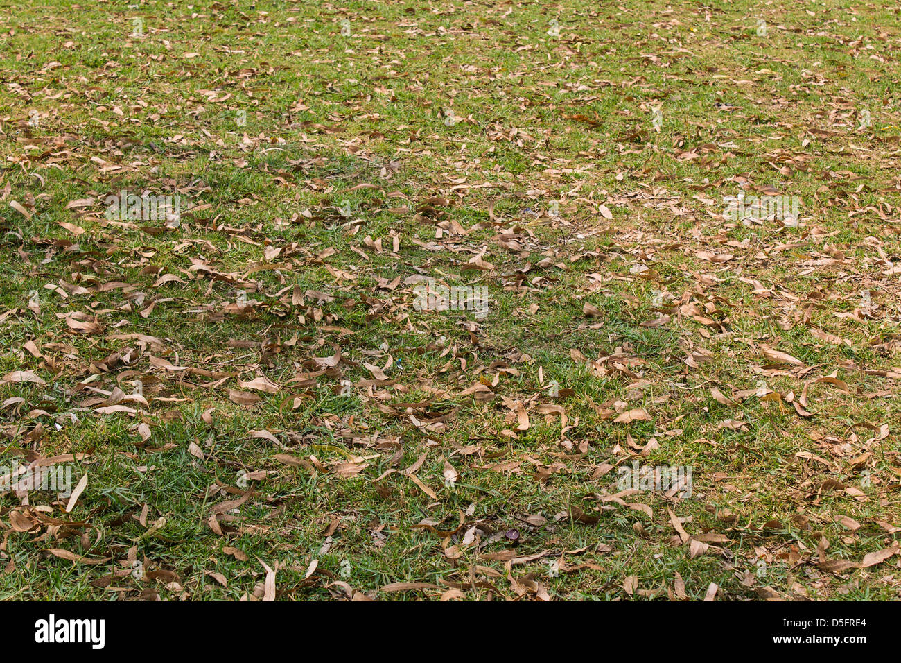 Fallen autumn leaves on green grass Stock Photo - Alamy