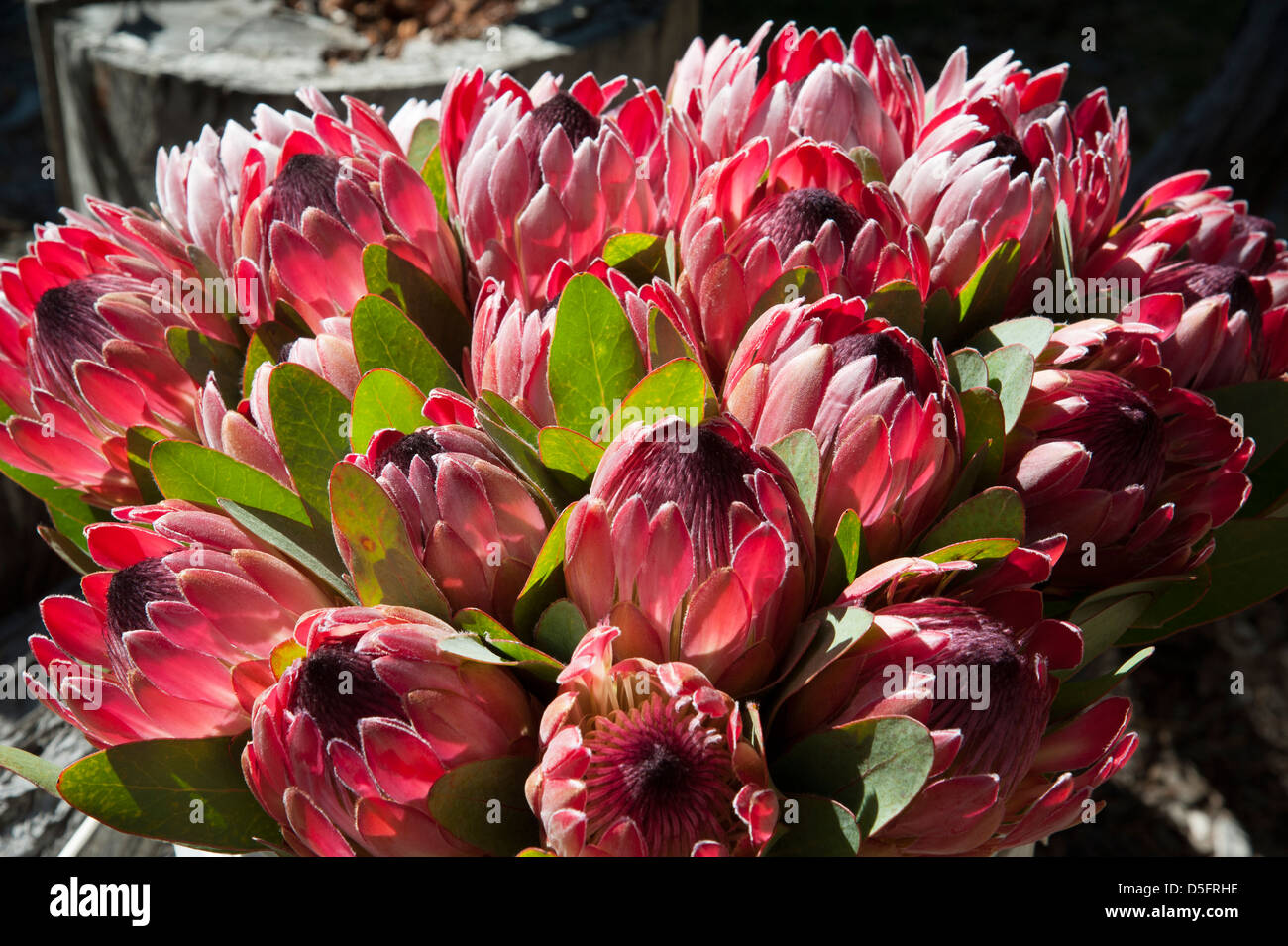 South African national flower the Protea Stock Photo