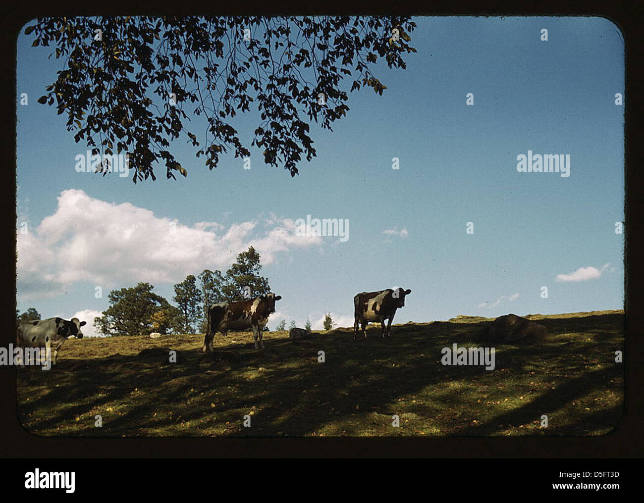 A peaceful rural scene showing cows grazing on a hillside. The image ...
