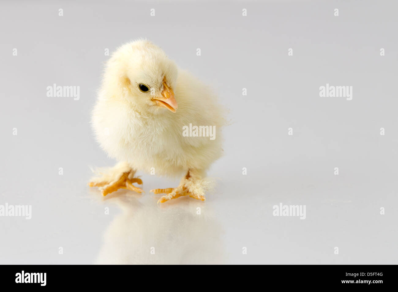 Baby Chickens Stock Photo