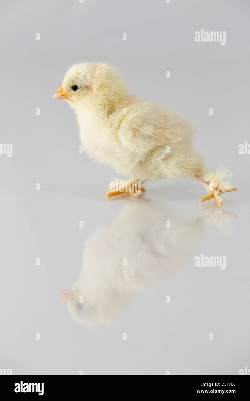 Baby Chickens Stock Photo