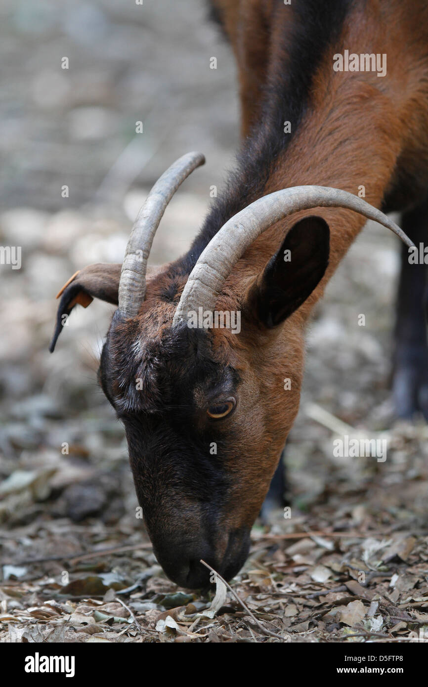 A goat grazes (browse) on a forest in the Spanish island of Mallorca Stock Photo
