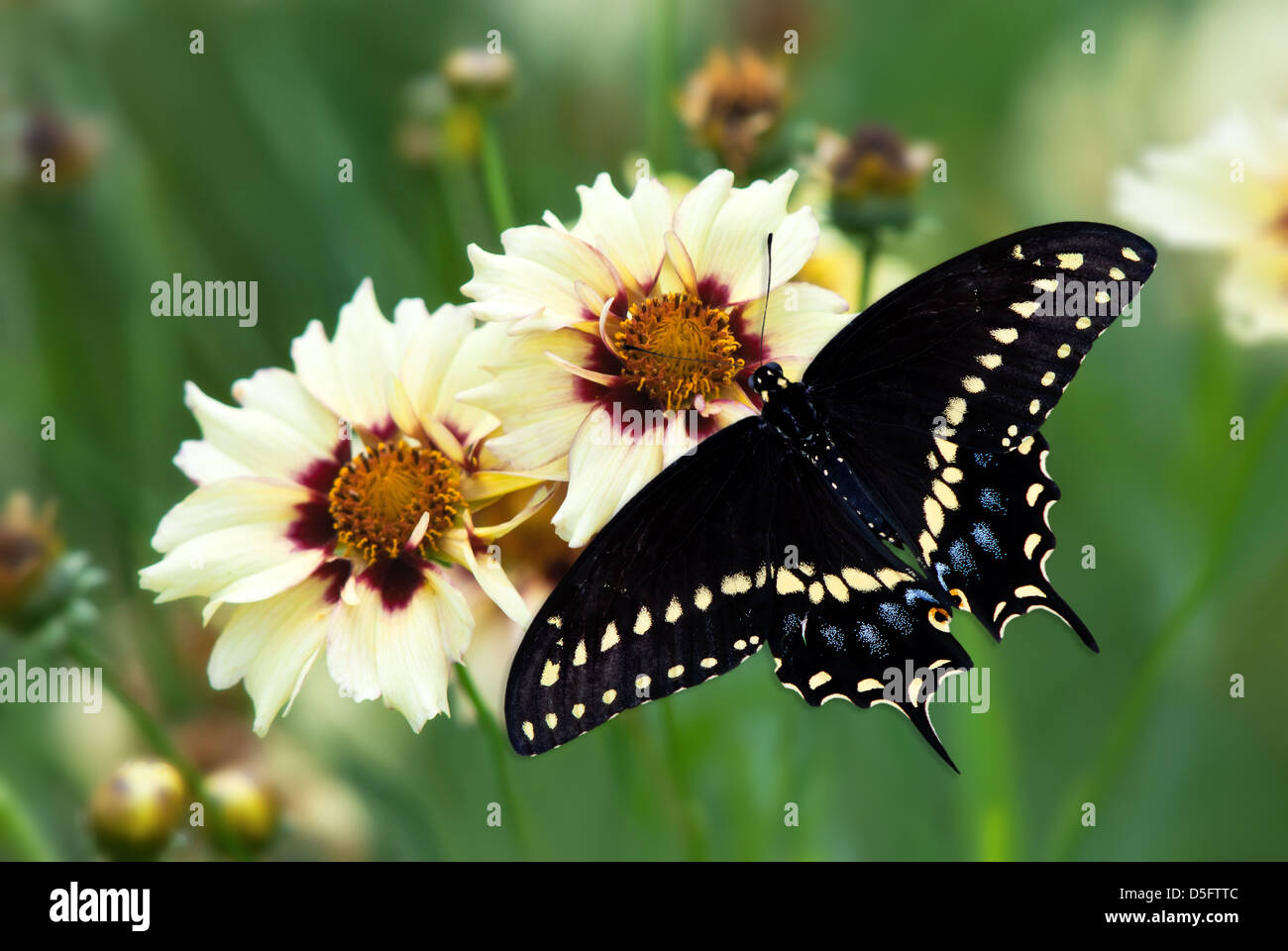 Black Swallowtail butterfly (Papilio polyxenes) on yellow flowers Stock Photo