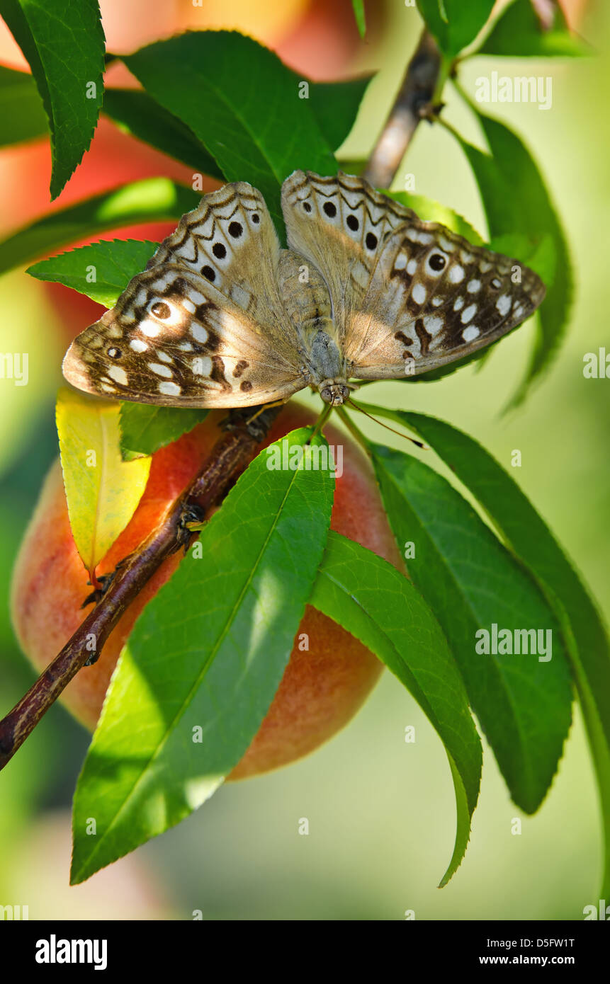 Hackberry Emperor butterfly (Asterocampa celtis) on peach tree branch Stock Photo