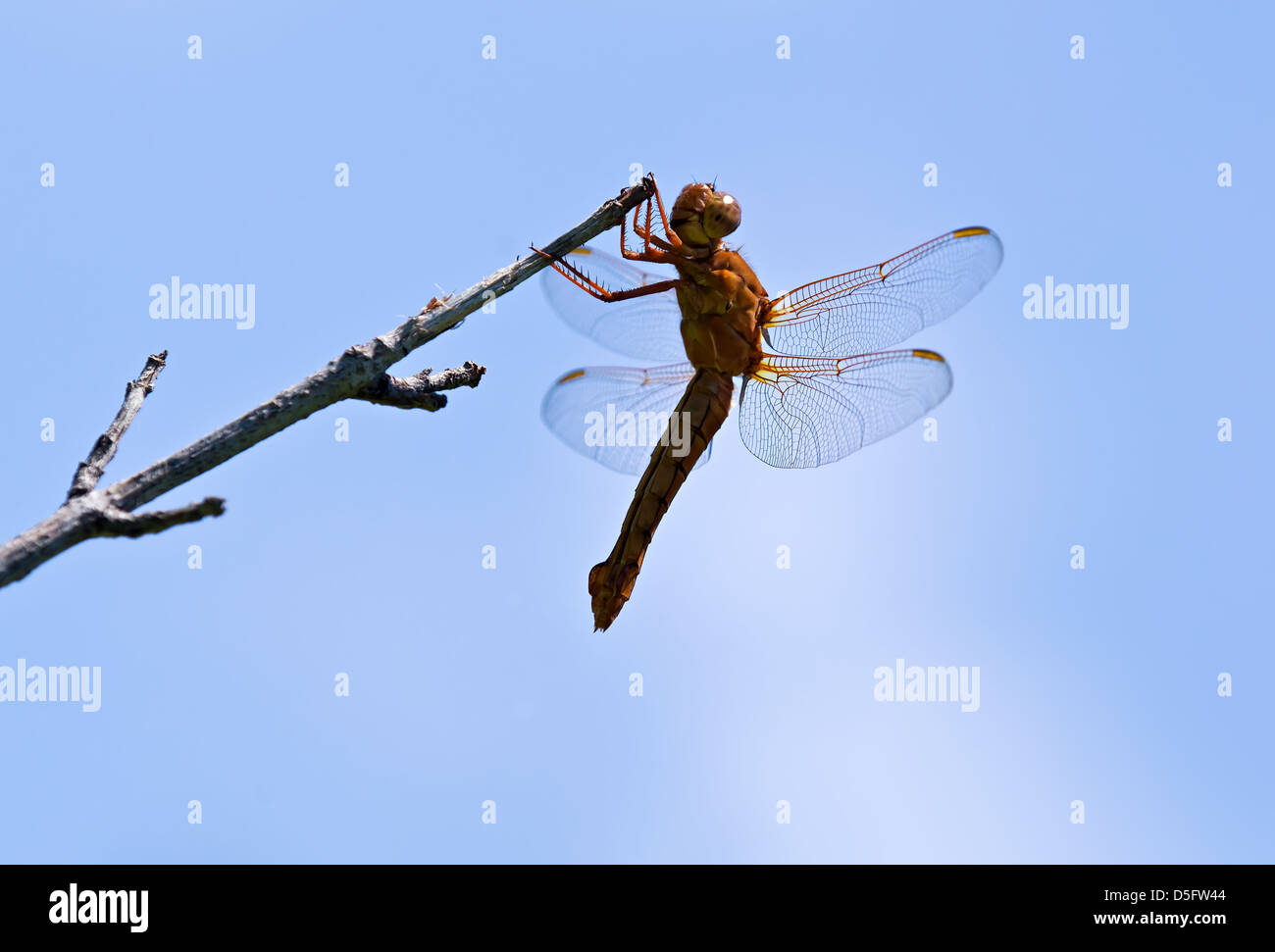 Dragonfly skimmer resting on tree branch against blue sky Stock Photo ...