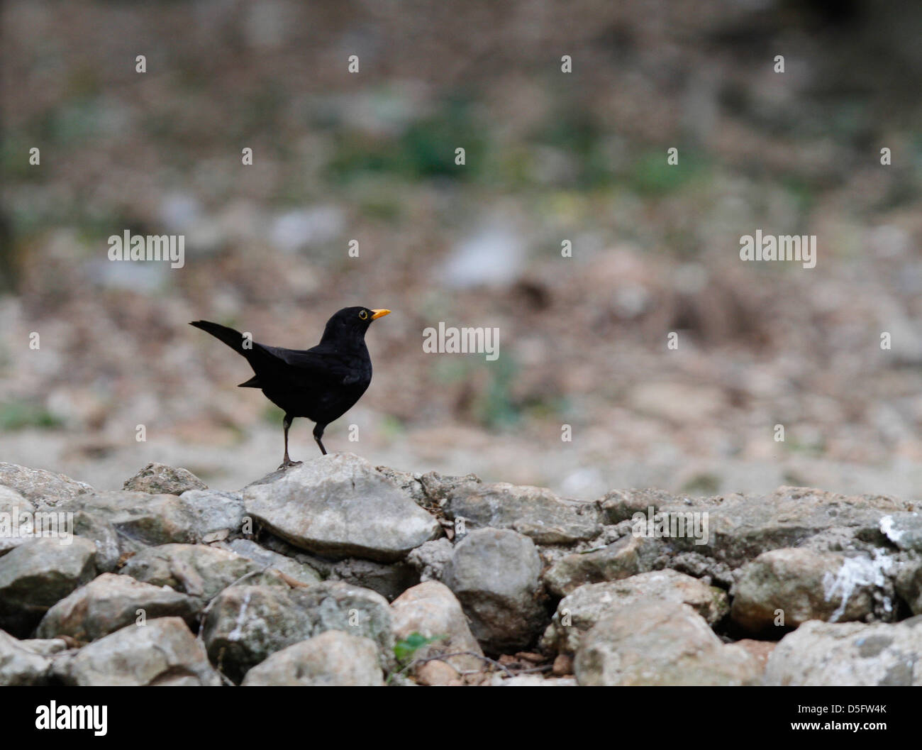 A blackbird stands over a pile of rocks in a forest on the Spanish island of Mallorca Stock Photo