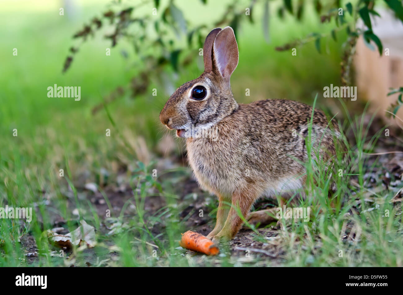 Cottontail rabbit bunny mouth open eating carrot in the garden Stock