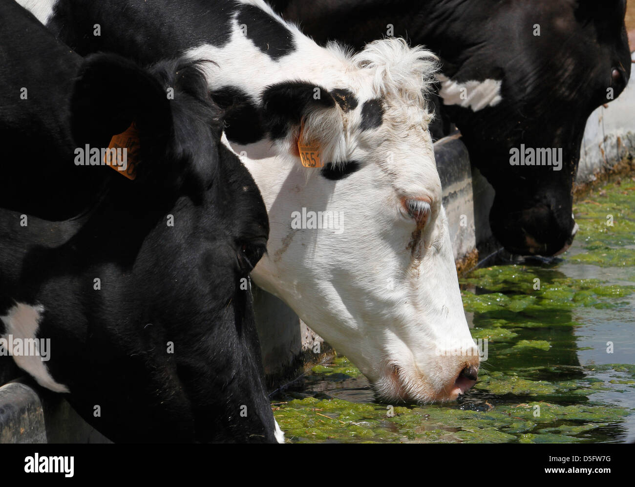 Cows graze in a farm on the Spanish island of Mallorca Stock Photo - Alamy